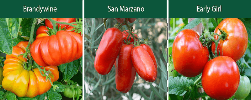 brandywine san marzano early girl indeterminate tomatoes